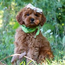 Goldendoodle Puppy Tori