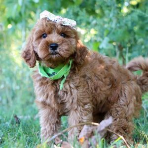 Goldendoodle Puppy Tori