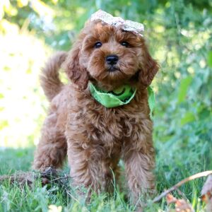 Goldendoodle Puppy Tori