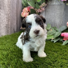 Havanese Puppy Nico