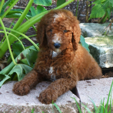 Poodle Puppy Crimson