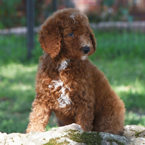 Poodle Puppy Crimson