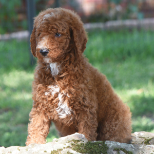 Poodle Puppy Crimson