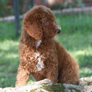 Poodle Puppy Crimson