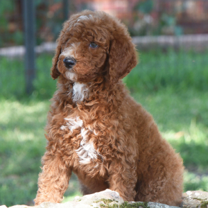 Poodle Puppy Crimson