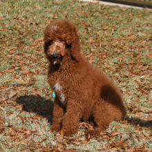 Poodle Puppy Crimson