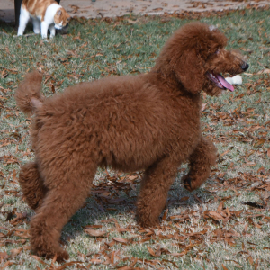 Poodle Puppy Crimson