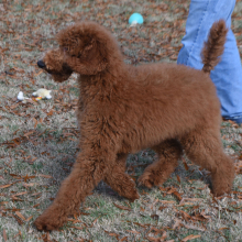 Poodle Puppy Crimson