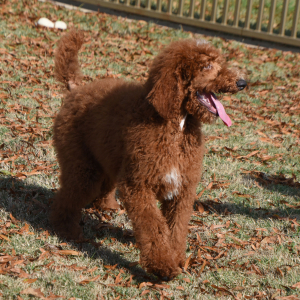 Poodle Puppy Crimson