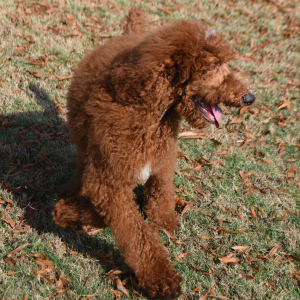Poodle Puppy Crimson
