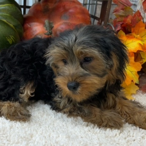 Morkie Puppy Luke