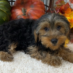 Morkie Puppy Luke