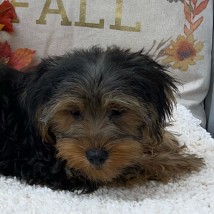 Morkie Puppy Luke