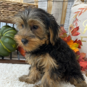 Morkie Puppy Luke
