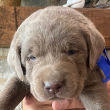 Labrador Retriever Puppy Miss Sasha Jade