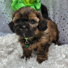 Shihpoo Puppy Drake