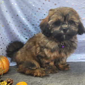 Shihpoo Puppy Drake