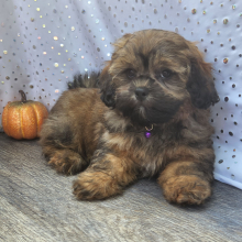 Shihpoo Puppy Drake