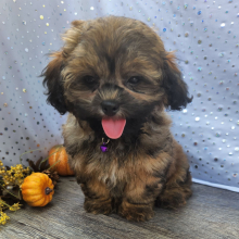 Shihpoo Puppy Drake