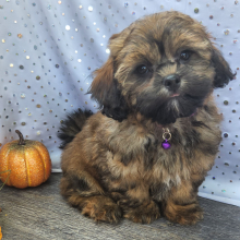 Shihpoo Puppy Drake