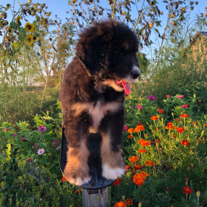 Bernedoodle Puppy Terry