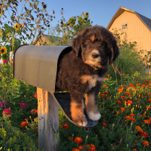 Bernedoodle Puppy Terry