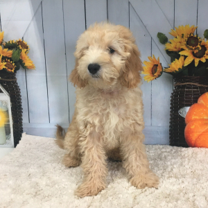 Goldendoodle Puppy Pip