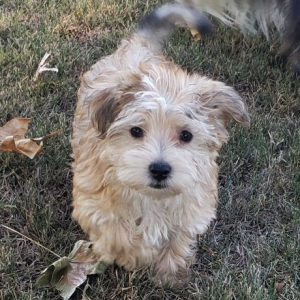 Morkie Puppy Ella