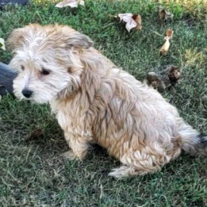 Morkie Puppy Ella