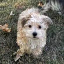 Morkie Puppy Ella