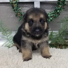 German Shepherd Dog Puppy Oliver