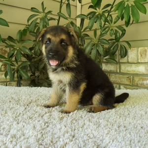 German Shepherd Dog Puppy Oliver