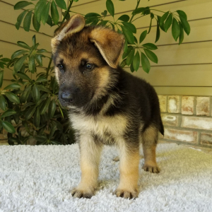 German Shepherd Dog Puppy Oliver