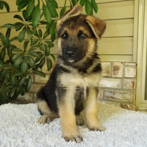 German Shepherd Dog Puppy Oliver