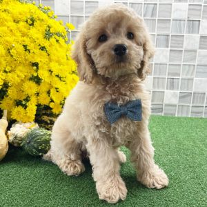 Cockapoo Puppy Zeppelin