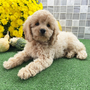 Cockapoo Puppy Zeppelin