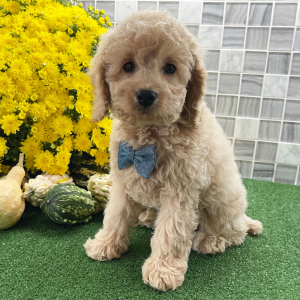Cockapoo Puppy Zeppelin