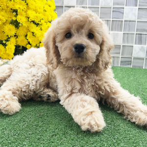 Cockapoo Puppy Zeppelin