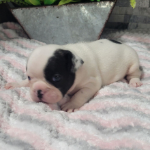 French Bulldog Puppy Arthur