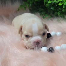 French Bulldog Puppy Ashley