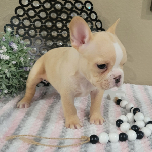 French Bulldog Puppy Ashley