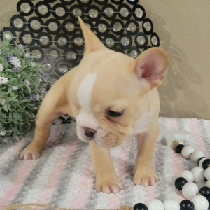 French Bulldog Puppy Ashley