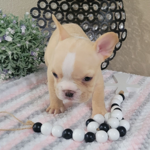 French Bulldog Puppy Ashley