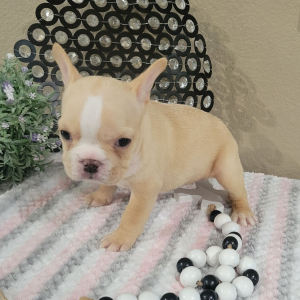 French Bulldog Puppy Ashley