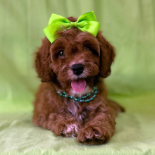 Cavapoo Puppy Jellybean