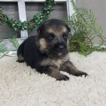 German Shepherd Dog Puppy Debbie