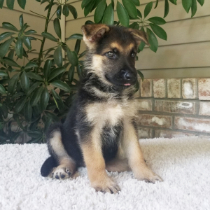 German Shepherd Dog Puppy Debbie