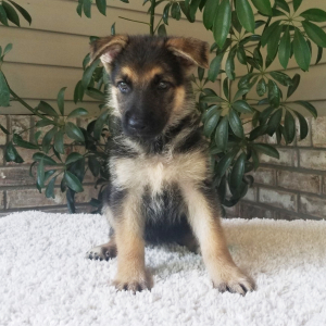 German Shepherd Dog Puppy Debbie