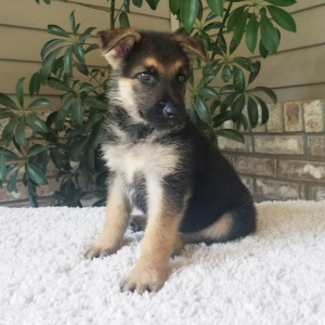 German Shepherd Dog Puppy Debbie