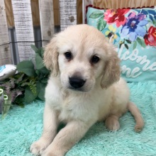 Golden Retriever Puppy Devon